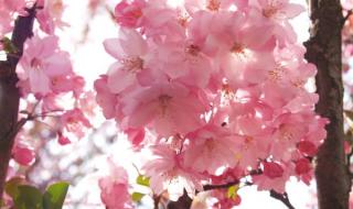 四句都是桃花的诗 阴桃花是什么意思